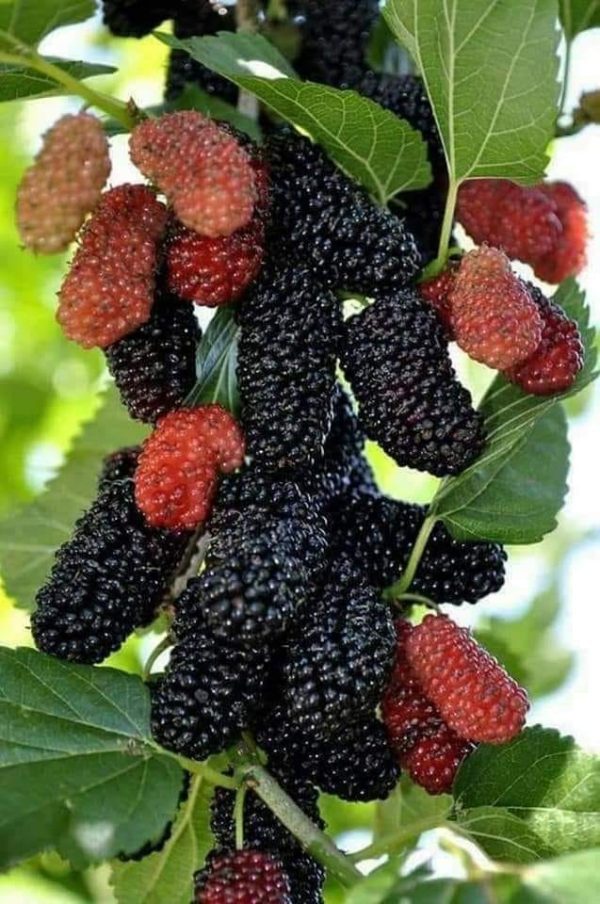 Árvore da amoreira de fruto gigante redondo preto🇮🇷 - Image 3