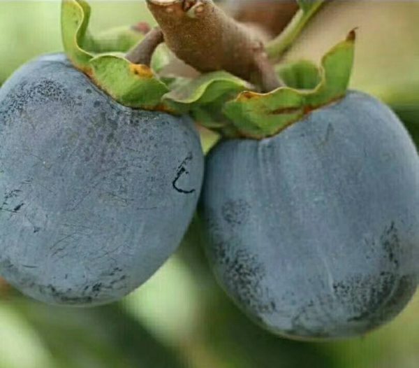 Diospireiro de fruto Preto Koreano