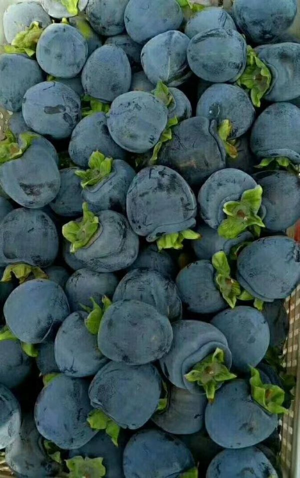 Diospireiro de fruto Preto Koreano - Image 3