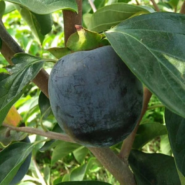 Diospireiro de fruto Preto Koreano - Image 5