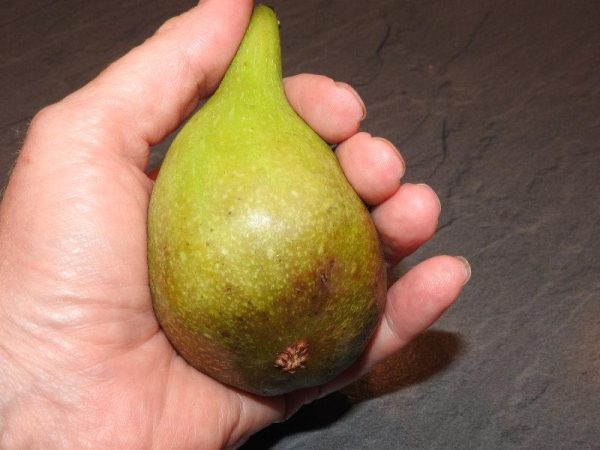 🇫🇷😁🌰Figueira de Figo Gigante🌰😁🇫🇷 - Image 9