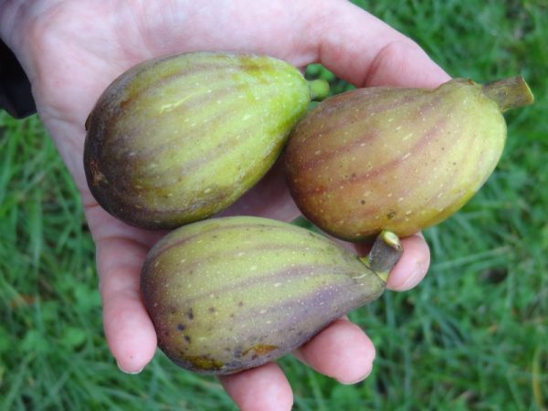 🇫🇷😁🌰Figueira de Figo Gigante🌰😁🇫🇷 - Image 8