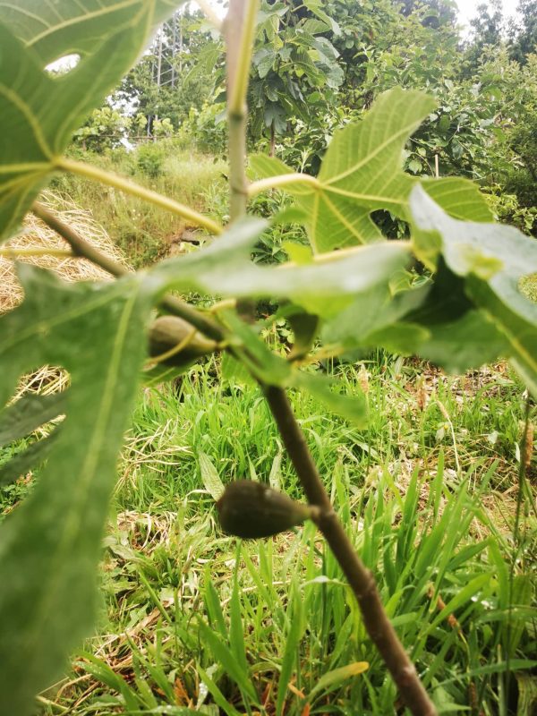 🇫🇷😁🌰Figueira anã para Vaso, Bonsai, Varanda e pequenos espaços🌰🇫🇷 - Image 4