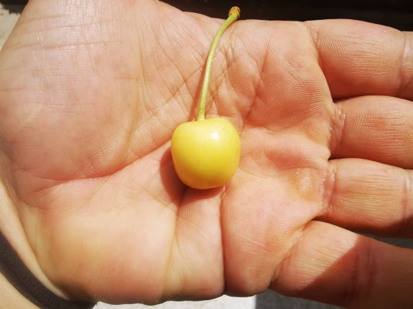 Cerejeira de fruto Branco - Image 3