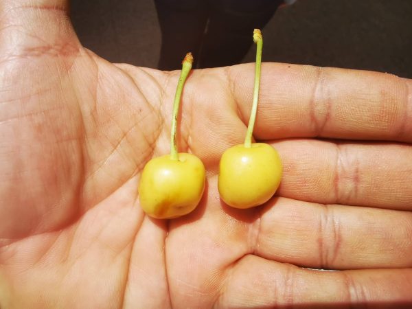 Cerejeira de fruto Branco - Image 2