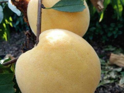 Pessegueiro de fruto Dourado🍑