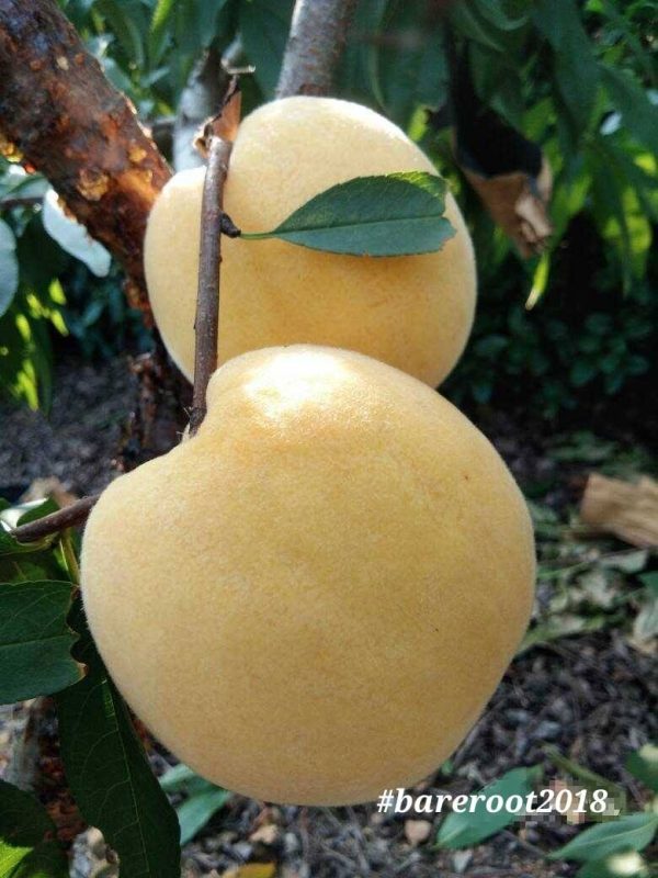 Pessegueiro de fruto Dourado🍑