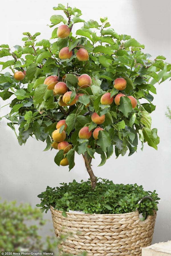 ALPERCE ANÃO para VASO, BONSAI, VARANDA e PEQUENOS ESPAÇOS
