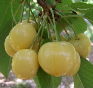Cerejeira de fruto Branco