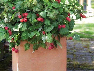 FRAMBOESA VERMELHA de VASO🍇❤️🪴