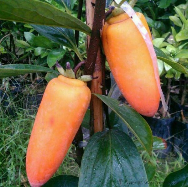 Diospireiro de fruto Banana do Irão