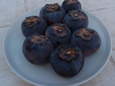Diospireiro de fruto Preto Ukraniano