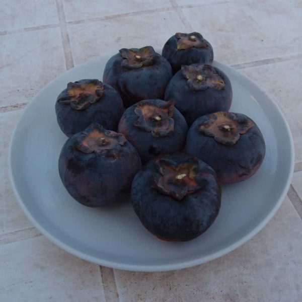 Diospireiro de fruto Preto Ukraniano
