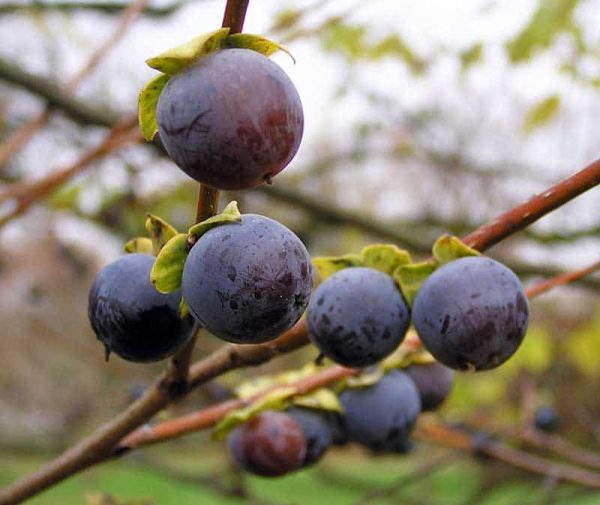 Diospireiro de fruto Mini