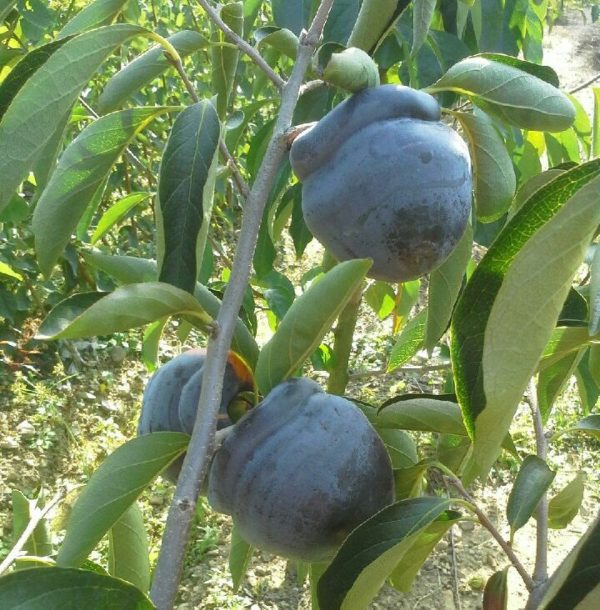 Diospireiro de fruto Preto Koreano - Image 4