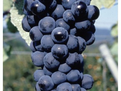 Videira de Uva de Mesa Tinta sem Grainhas🍇🖤