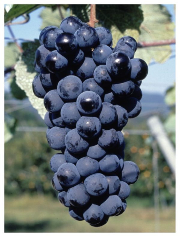 Videira de Uva de Mesa Tinta sem Grainhas🍇🖤 - Image 2