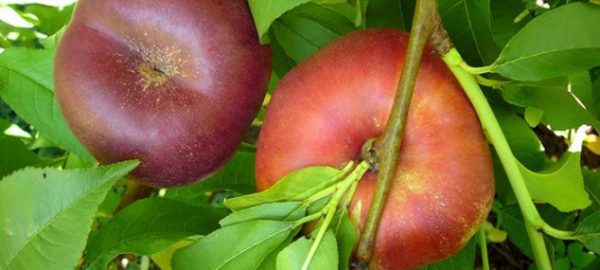 Pessegueiro de fruto OVNI de Vaso👽 - Image 13