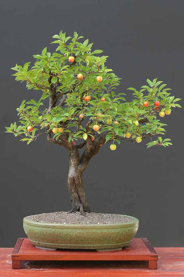 ALPERCE ANÃO para VASO, BONSAI, VARANDA e PEQUENOS ESPAÇOS - Image 8