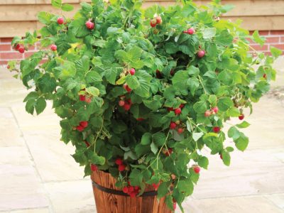 FRAMBOESA AMARELA de VASO🍇💛🪴