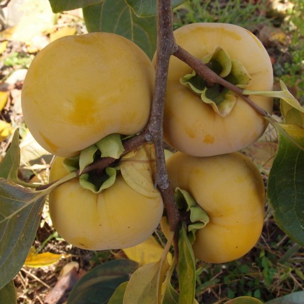 Diospireiro de fruto Amarelo