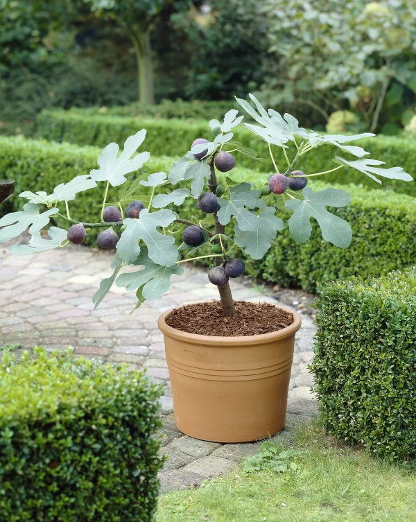 🇫🇷😁🌰Figueira anã para Vaso, Bonsai, Varanda e pequenos espaços🌰🇫🇷 - Image 3