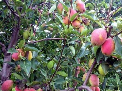 Pereira de Pera comprida da Ucrania