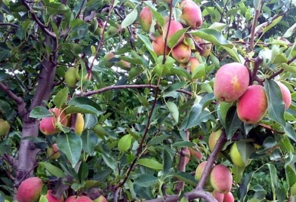 Pereira de Pera comprida de Vaso🍐 - Image 2