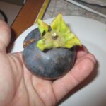 Diospireiro Preto do Japão🍊🖤🇯🇵