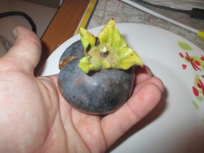 Diospireiro Preto do Japão Kuro Gaki (黒柿)