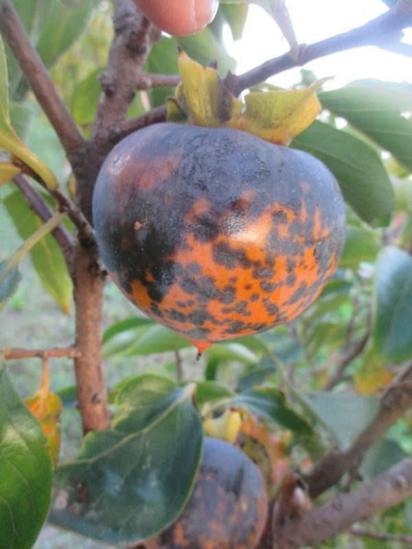 Diospireiro Preto do Japão Kuro Gaki (黒柿) - Image 11