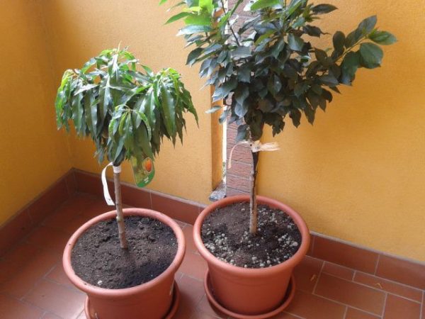 CEREJEIRA Super ANÃ - Image 13