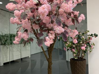 Pessegueiro de fruto OVNI de Vaso👽