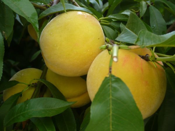Pessegueiro de fruto Dourado🍑 - Image 6