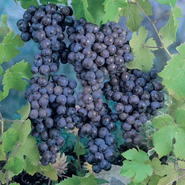 Videira de Uva de Mesa Tinta sem Grainhas🍇🖤 - Image 4