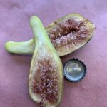 Figueira de Figo Gigante🌰😁🇫🇷