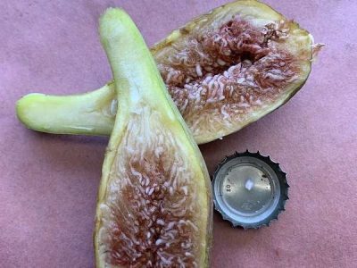 🇫🇷😁🌰Figueira de Figo Gigante🌰😁🇫🇷