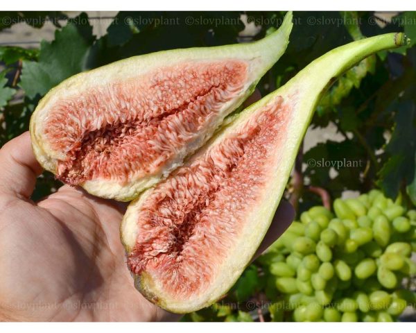 🇫🇷😁🌰Figueira de Figo Gigante🌰😁🇫🇷 - Image 2