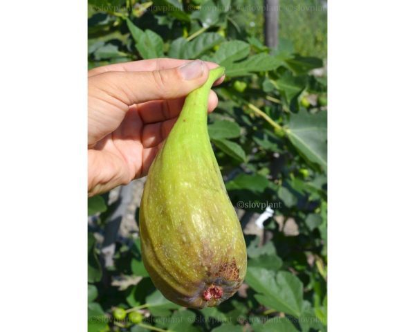 🇫🇷😁🌰Figueira de Figo Gigante🌰😁🇫🇷 - Image 5
