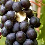 Videira de Uva de Mesa Tinta sem Grainhas🍇💜