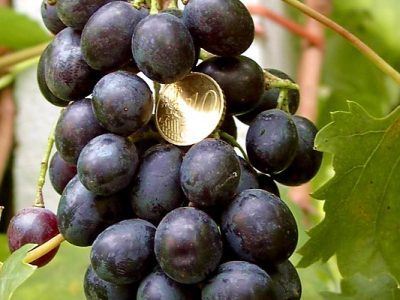 Videira de Uva de Mesa Tinta sem Grainhas🍇🖤