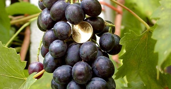 Videira de Uva de Mesa Tinta sem Grainhas🍇🖤