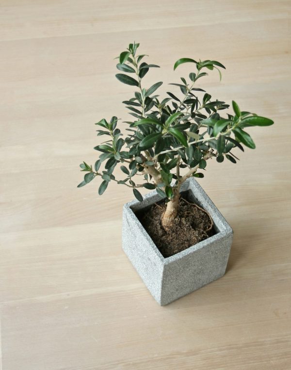 Oliveira de Vaso - Image 4