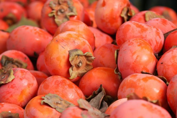 Diospireiro de fruto Vermelho Chinês - Image 3