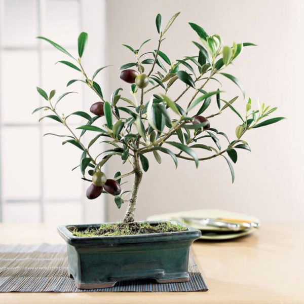 Oliveira de Vaso - Image 3