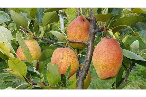 Pereira de Pera comprida de Vaso🍐 - Image 4