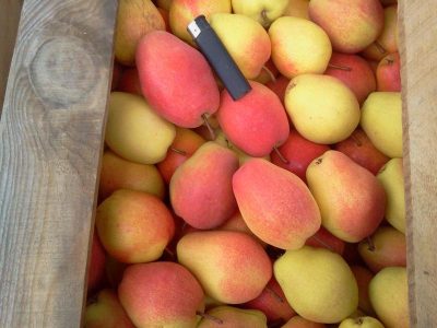 Pereira de Pera comprida da Ucrania