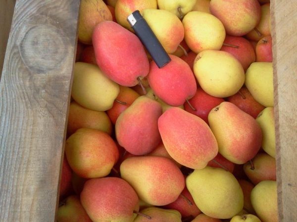 Pereira de Pera comprida de Vaso🍐
