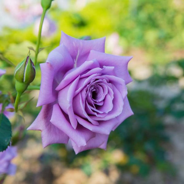 Roseira Rosa Azul - Image 3