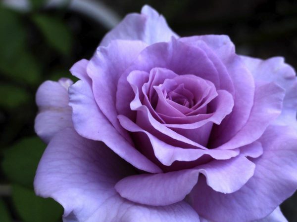 Roseira Rosa Azul - Image 2